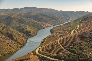 Harvest of ‘ups and downs’ in the Douro