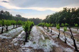 Hail destroys vineyards and dashes hopes of a good crop in the Gard region of Southern France