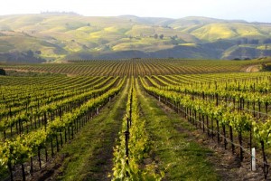 Unsustainable? Anatomy of California Vineyard Economics
