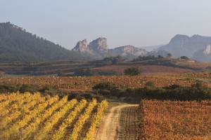 Rioja’s Bodegas Roda unveils first white wine