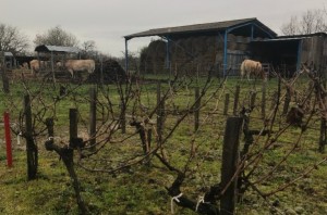 When calves, cows and pigs come to the aid of Bordeaux winegrowers