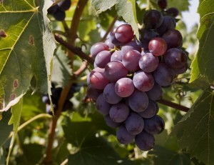 France’s Loire Valley puts faith in red wines