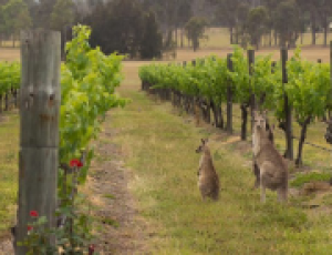 China’s third largest wine producer offloads 300 ha of Australian vineyards