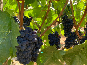 Bidding Begins Tomorrow For Anderson Valley Wine Auction + Pinot Fest 2022